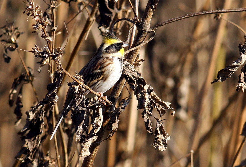 노랑턱멧새 | 노랑턱멧새 Emberiza elegans (Yellow -throated Bunting); DISPLAY FULL IMAGE.