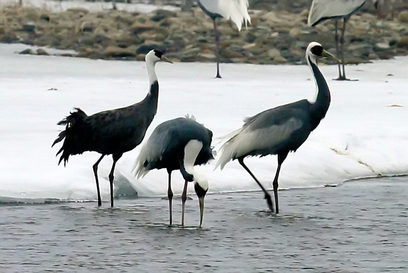 물가에서 먹이활동도 함께 하고 | 흑두루미 Grus monacha (Hooded Crane); DISPLAY FULL IMAGE.