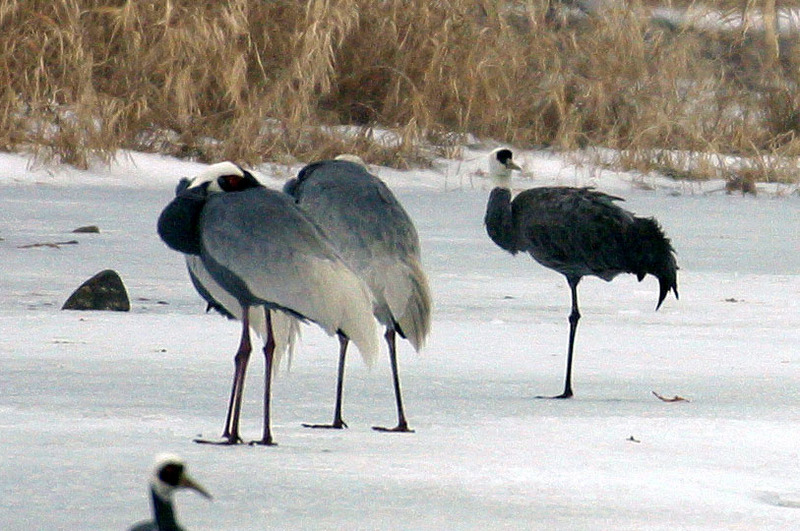 재두루미와 함께 잠자리를 찾은 흑두루미 | 흑두루미 Grus monacha (Hooded Crane); DISPLAY FULL IMAGE.