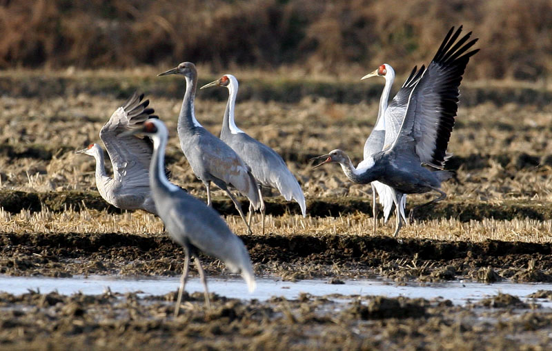 낯선 이방인 | 재두루미 Grus vipio (white-naped crane); DISPLAY FULL IMAGE.