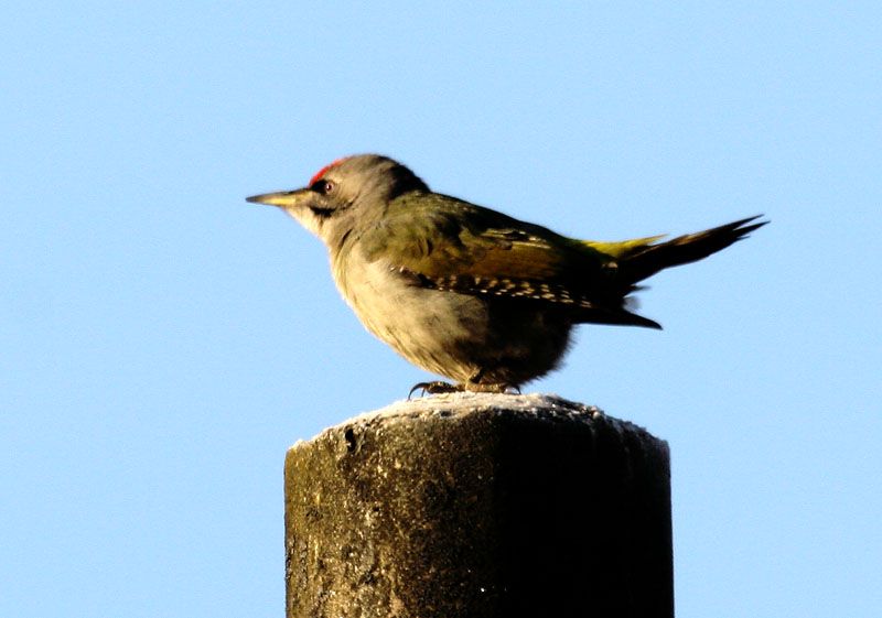 지뢰지대의 새 / 청딱따구리 | 청딱다구리 Picus canus (Grey-headed Woodpecker); DISPLAY FULL IMAGE.