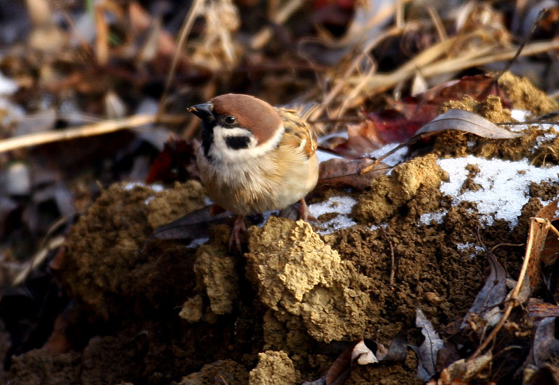 지뢰지대의 새 / 참새 | 참새 Passer montanus (Tree Sparrow); DISPLAY FULL IMAGE.