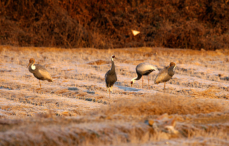 지뢰지대의 재두루미 가족 | 재두루미 Grus vipio (white-naped crane); DISPLAY FULL IMAGE.