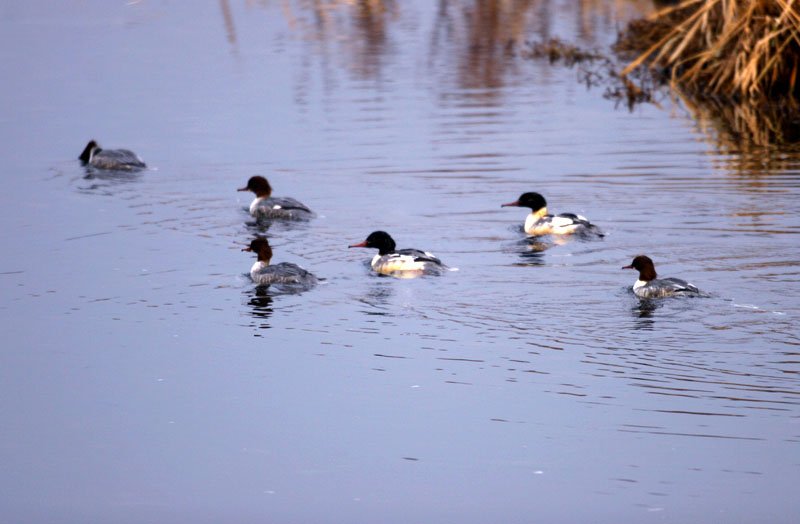 동송읍(구철원) 도심 하천의 비오리 | 비오리 Mergus merganser (Common Merganser); DISPLAY FULL IMAGE.