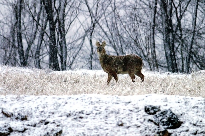 눈밭의 고라니  | 고라니 Hydropotes inermis argyropus (Korean Water Deer); DISPLAY FULL IMAGE.