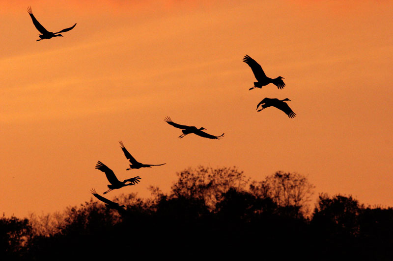 석양빛과 재두루미 | 재두루미 Grus vipio (white-naped crane); DISPLAY FULL IMAGE.