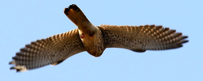 황조롱이 뒷모습 | 황조롱이 Falco tinnunculus (Common Kestrel); DISPLAY FULL IMAGE.