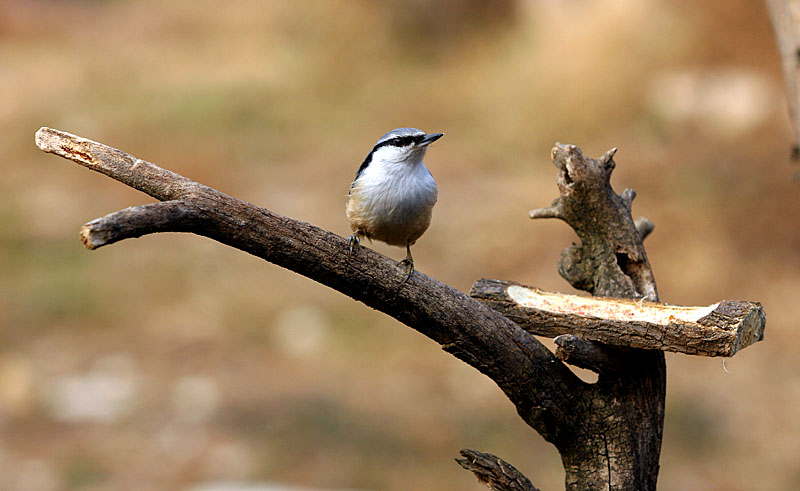 자연 친화적인 먹잇대와 횃대 | 동고비 Sitta europaea (Eurasian Nuthatch); DISPLAY FULL IMAGE.