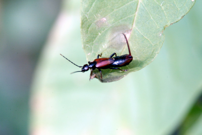 고마로브집게벌레 Timomenus komarovi (Komarov's Earwig); DISPLAY FULL IMAGE.