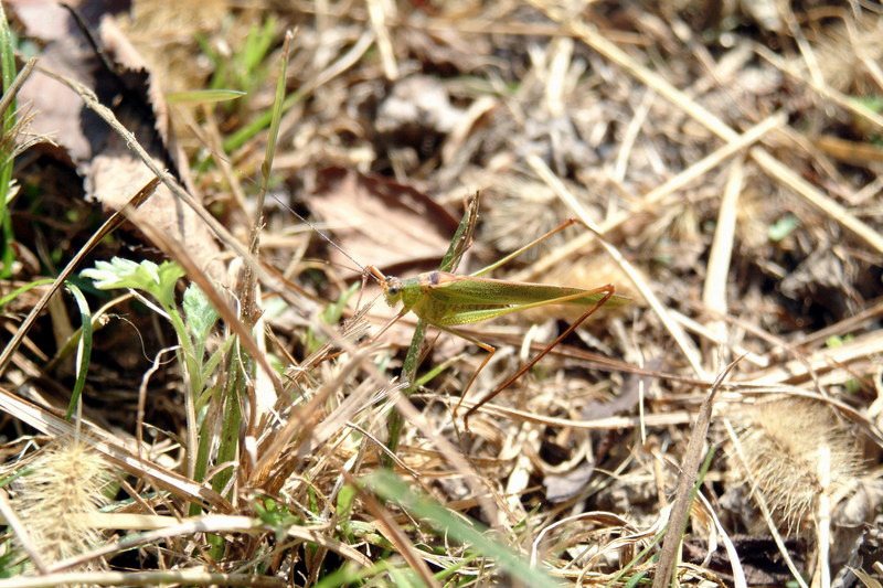 실베짱이 Phaneroptera falcata (Sickle-bearing bush-cricket); DISPLAY FULL IMAGE.