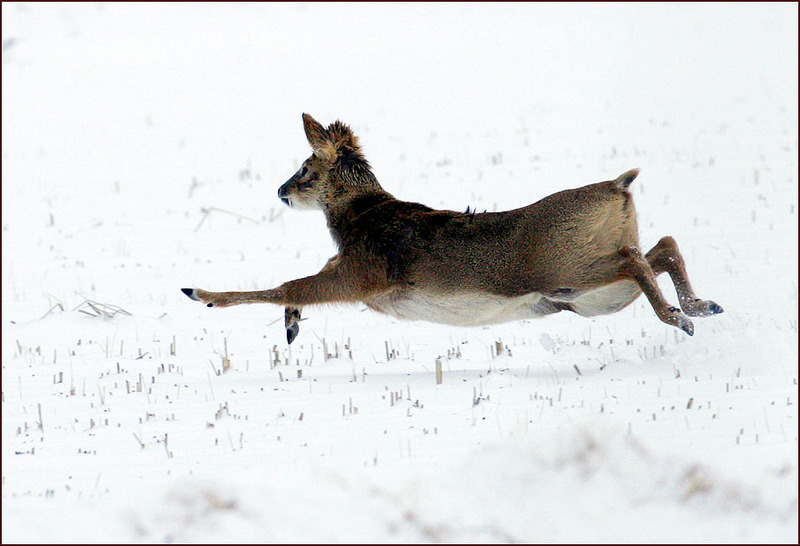 달리는 고라니 | 고라니 Hydropotes inermis argyropus (Korean Water Deer); DISPLAY FULL IMAGE.