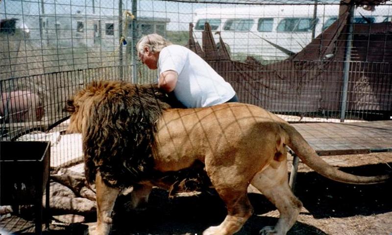바바리사자(Barbary Lion/Panthera leo leo); DISPLAY FULL IMAGE.