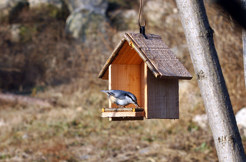 새둥지를 이용한 먹이통 | 동고비 Sitta europaea (Eurasian Nuthatch); DISPLAY FULL IMAGE.