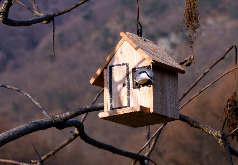 집장만 새로 했어요. 똥꼬비네집 | 동고비 Sitta europaea (Eurasian Nuthatch); DISPLAY FULL IMAGE.