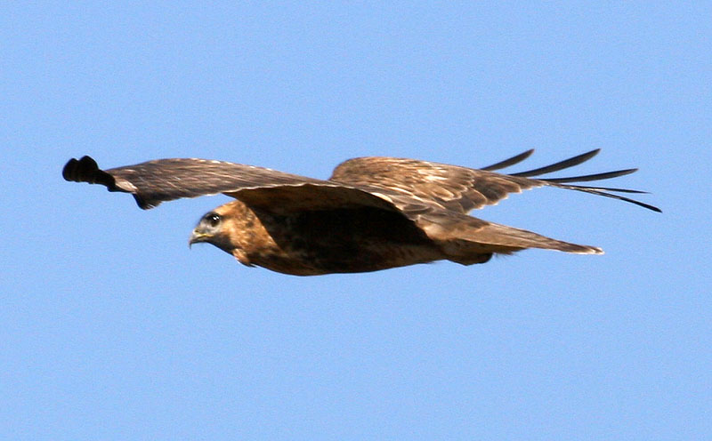 말똥가리의 여유있는 비행 | 말똥가리 Buteo buteo japonicus (Common Buzzard); DISPLAY FULL IMAGE.