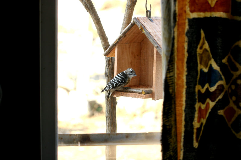결석하지 않는 쇠딱다구리 | 쇠딱다구리 Dendrocopos kizuki (Japanese Pygmy Woodpecker); DISPLAY FULL IMAGE.