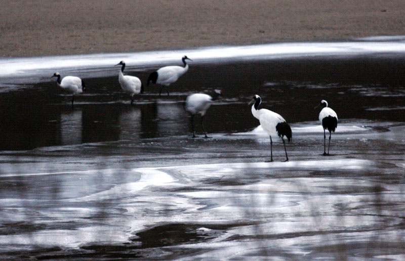 새들은 발도 시렵지 않는지 / 두루미 Grus japonensis (Red-crowned Crane); DISPLAY FULL IMAGE.