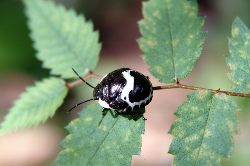 광대노린재(약충) Poecilocoris lewisi (Clown Stink Bug, nymph); DISPLAY FULL IMAGE.