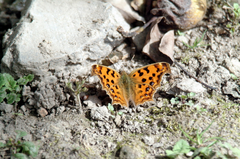 네발나비 Polygonia c-aureum (Asian Comma Butterfly); DISPLAY FULL IMAGE.