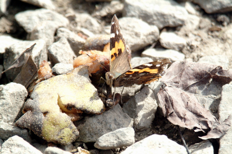 작은멋쟁이나비 Cynthia cardui (Painted Lady Butterfly); DISPLAY FULL IMAGE.