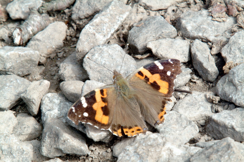 작은멋쟁이나비 Cynthia cardui (Painted Lady Butterfly); DISPLAY FULL IMAGE.