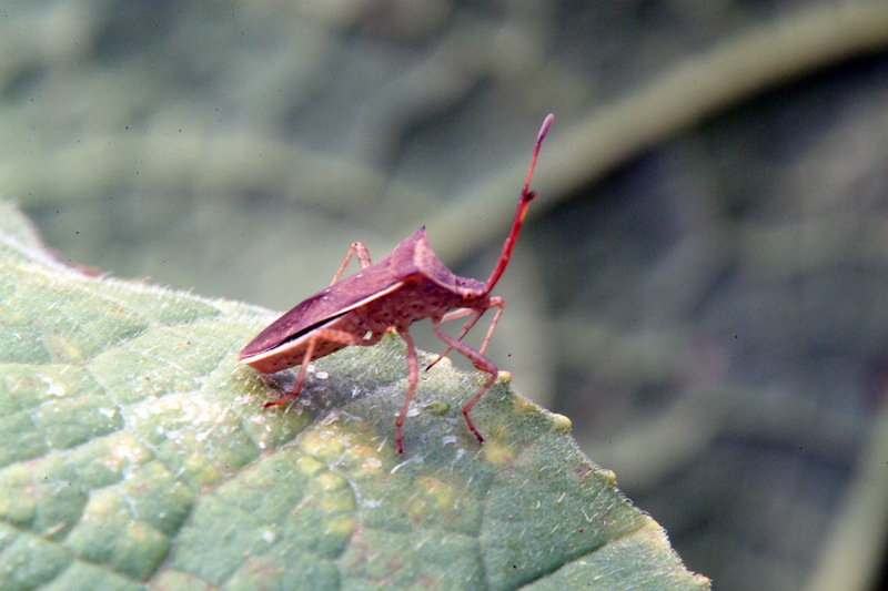 시골가시허리노린재 Cletus punctiger (Squash bug); DISPLAY FULL IMAGE.