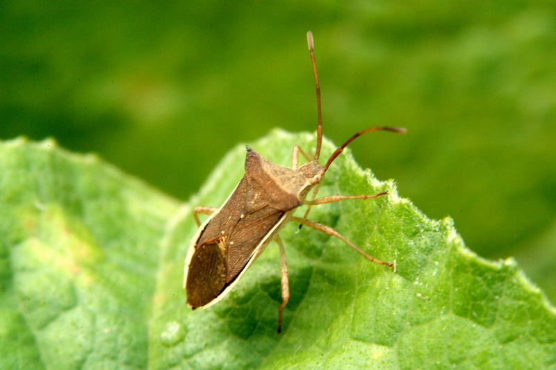 시골가시허리노린재 Cletus punctiger (Squash bug); DISPLAY FULL IMAGE.