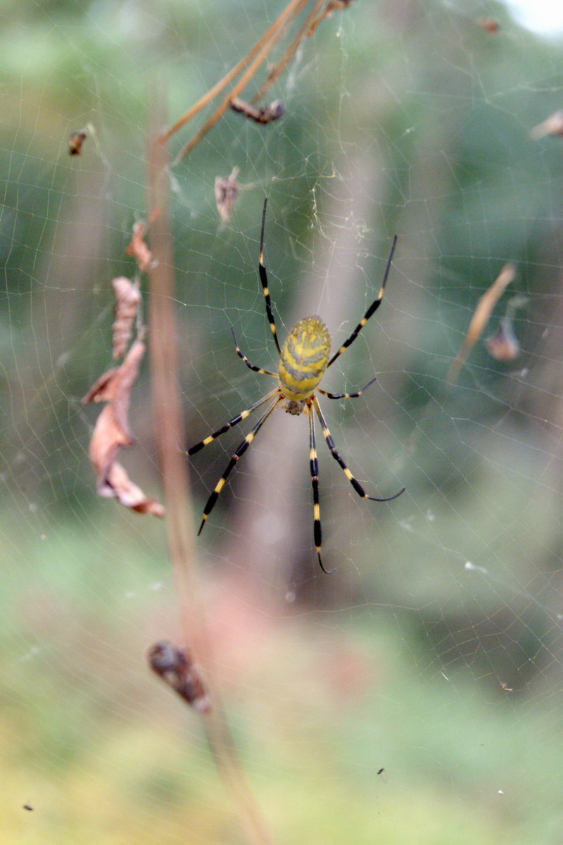 무당거미 Nephila clavata (Golden Orb-web Spider); DISPLAY FULL IMAGE.