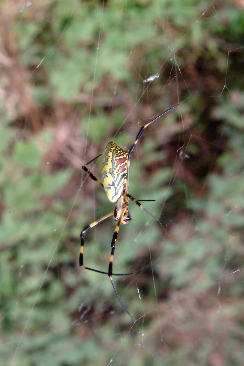 무당거미 Nephila clavata (Golden Orb-web Spider); DISPLAY FULL IMAGE.