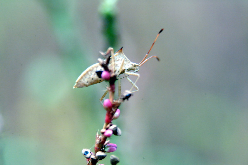 시골가시허리노린재 Cletus punctiger (Squash bug); DISPLAY FULL IMAGE.