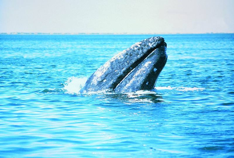 귀신고래 Eschrichtius robustus (Gray Whale); DISPLAY FULL IMAGE.