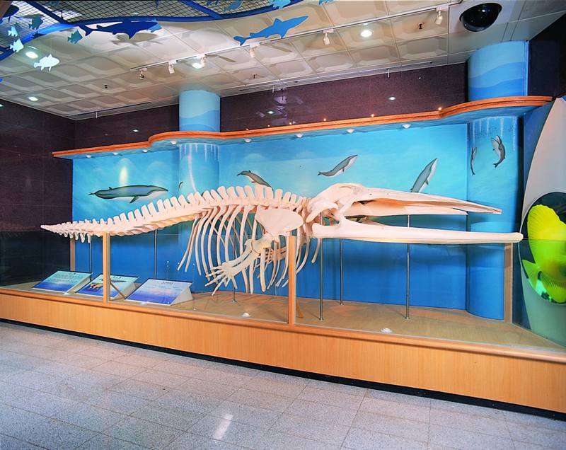 참고래(골격) Balaenoptera physalus (Fin Whale); DISPLAY FULL IMAGE.