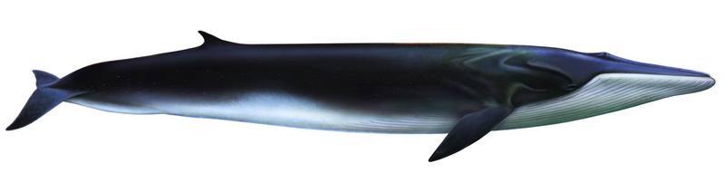 참고래 Balaenoptera physalus (Fin Whale); DISPLAY FULL IMAGE.