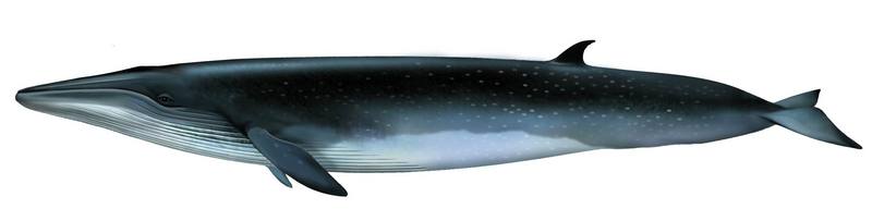 브라이드고래 Balaenoptera edeni (Bryde's Whale); DISPLAY FULL IMAGE.