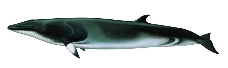 밍크고래 Balaenoptera acutorostrata (Minke Whale); DISPLAY FULL IMAGE.
