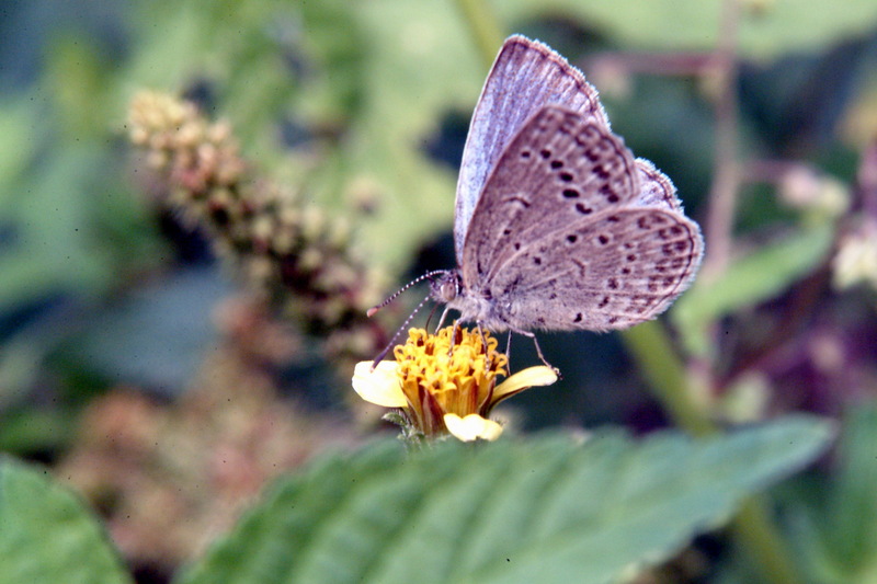 남방부전나비 Pseudozizeeria maha (Pale Grass Blue Butterfly); DISPLAY FULL IMAGE.