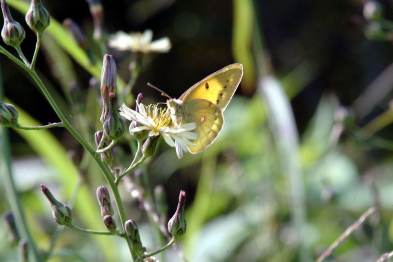 노랑나비 Colias erate (Eastern Pale Clouded Yellow); DISPLAY FULL IMAGE.