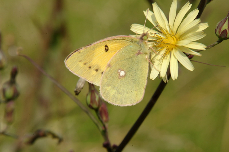 노랑나비 Colias erate (Eastern Pale Clouded Yellow); DISPLAY FULL IMAGE.