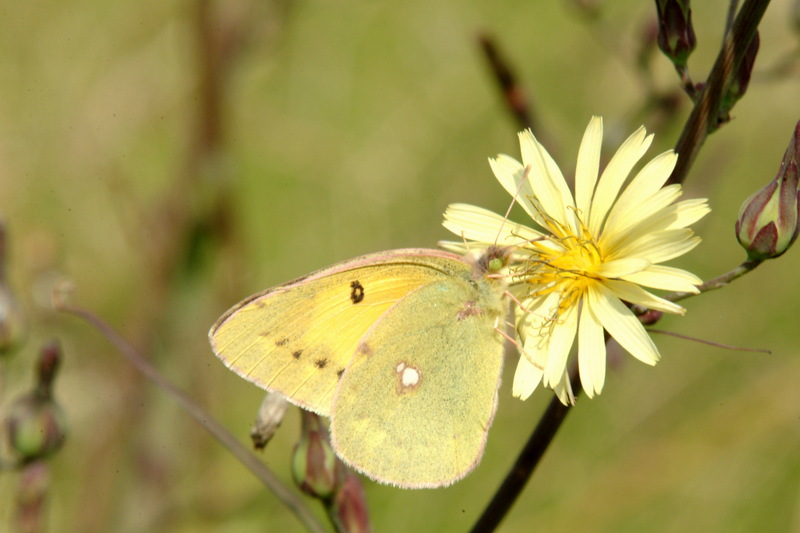 노랑나비 Colias erate (Eastern Pale Clouded Yellow); DISPLAY FULL IMAGE.