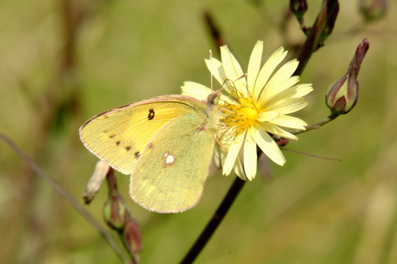 노랑나비 Colias erate (Eastern Pale Clouded Yellow); DISPLAY FULL IMAGE.