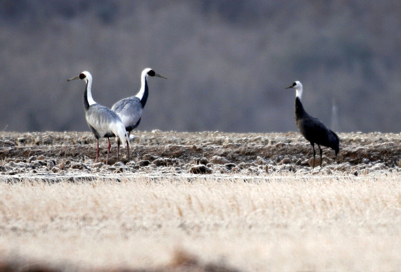 우린 서로 다른 거 같은데 | 흑두루미 Grus monacha (Hooded Crane); DISPLAY FULL IMAGE.