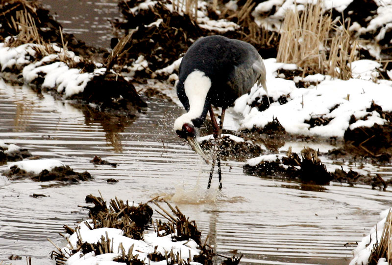 얼굴 닦는 재두루미 | 재두루미 Grus vipio (White-naped Crane); DISPLAY FULL IMAGE.