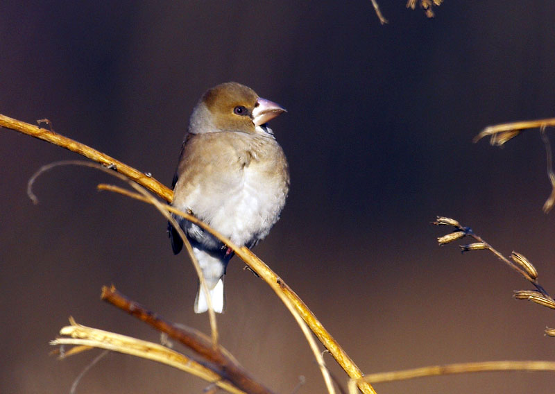 먹이 주변만 맴도는 콩새 | 콩새 Coccothraustes coccothraustes (Hawfinch); DISPLAY FULL IMAGE.