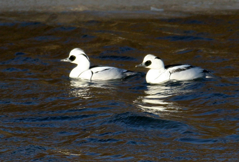 흰비오리 수컷 | 흰비오리 Mergus albellus (Smew); DISPLAY FULL IMAGE.