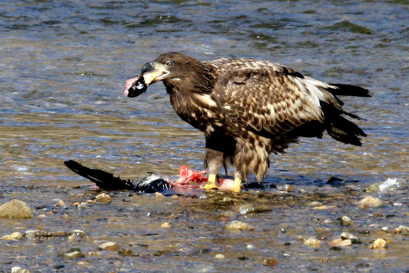 기러기 머리를 물고 있는 흰꼬리수리 | 흰꼬리수리 Haliaeetus albicilla (White-tailed Sea Eagle); DISPLAY FULL IMAGE.