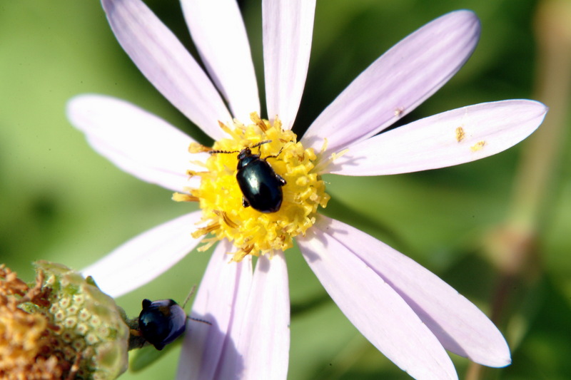 좀남색잎벌레 Gastrophysa atrocyanea (Leaf Beetle); DISPLAY FULL IMAGE.