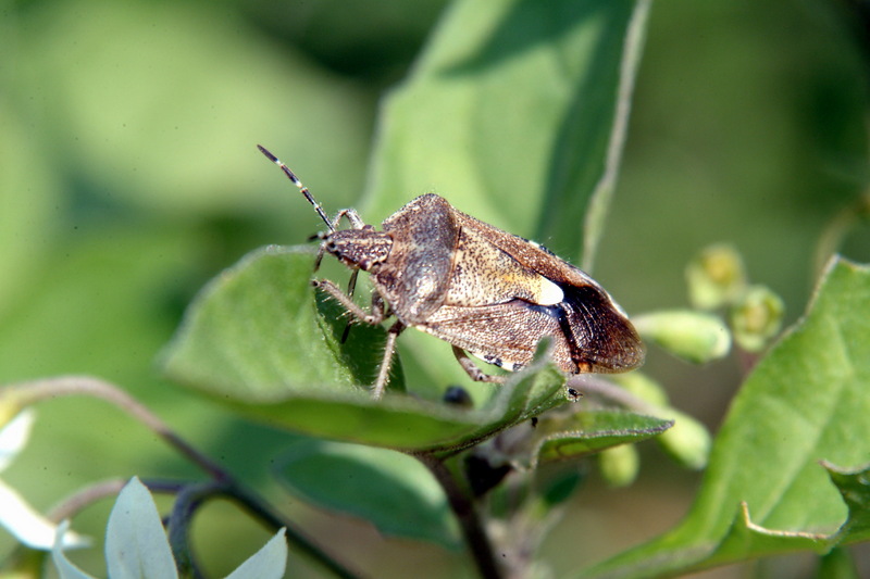 알락수염노린재 Dolycoris baccarum (Sloe Shieldbug); DISPLAY FULL IMAGE.