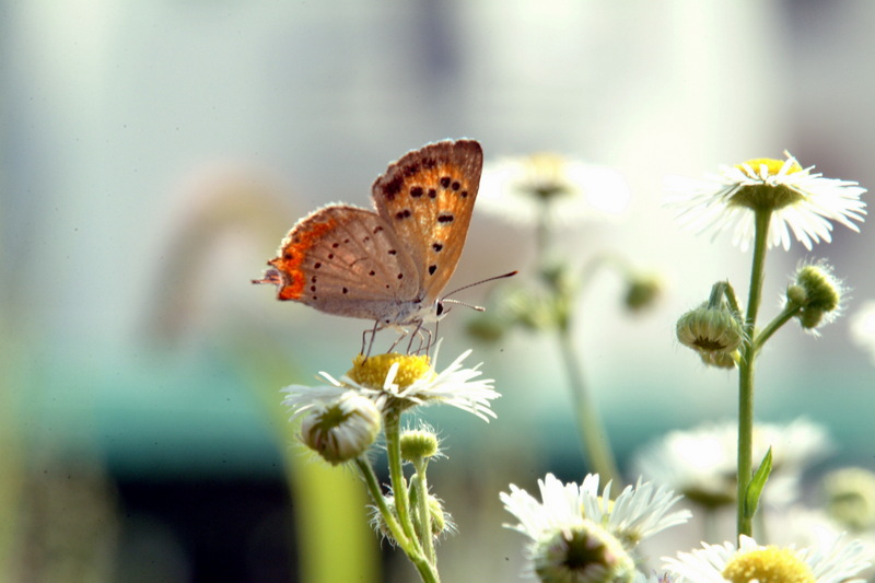 작은주홍부전나비 Lycaena phlaeas (Small Copper Butterfly); DISPLAY FULL IMAGE.