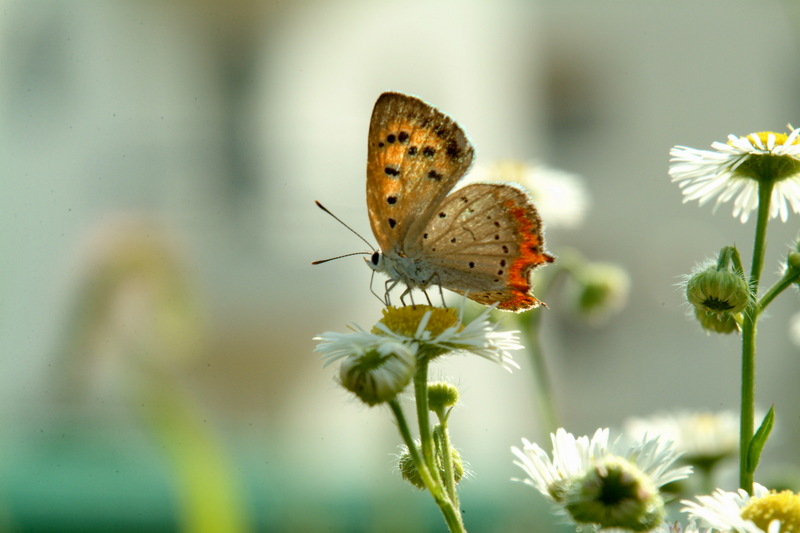 작은주홍부전나비 Lycaena phlaeas (Small Copper Butterfly); DISPLAY FULL IMAGE.