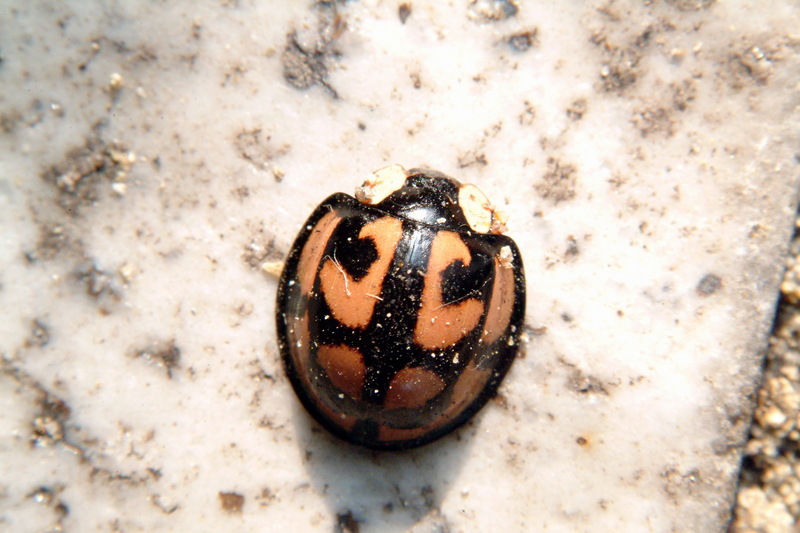 남생이무당벌레 Aiolocaria hexaspilota (Coccinellid Beetle); DISPLAY FULL IMAGE.